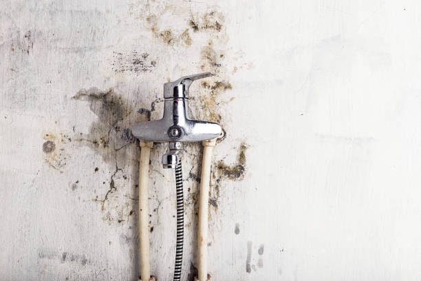 Best Black Mold Removal  in Sultan, WA