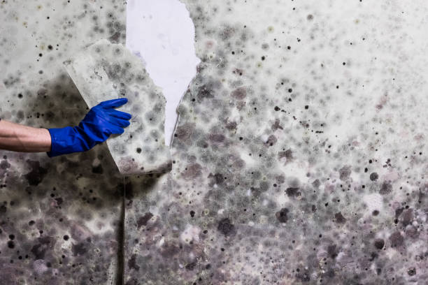 Best Black Mold Removal  in Sultan, WA